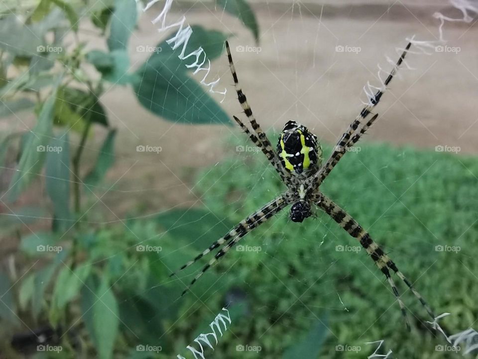 Spider with net,