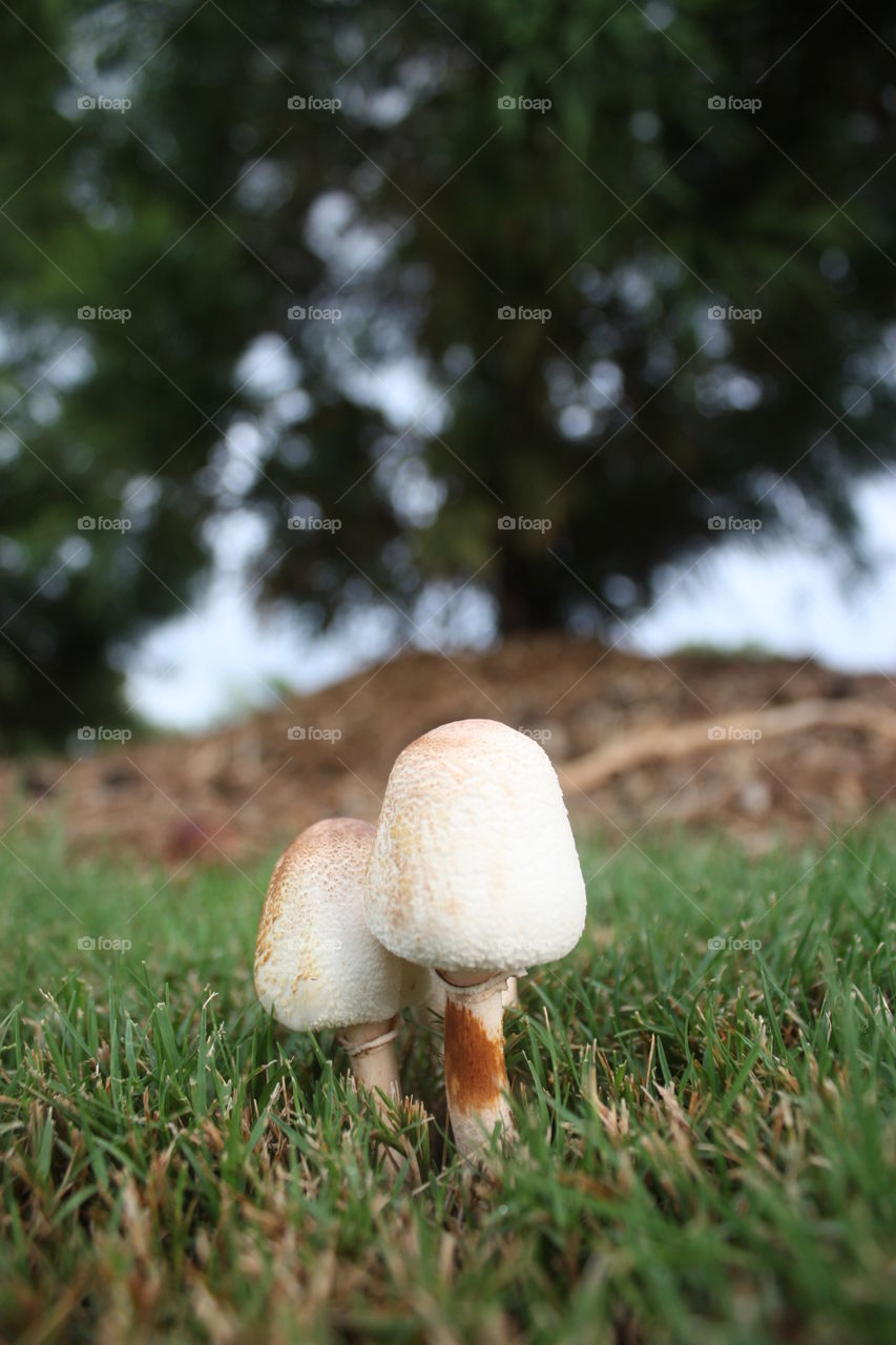 Mushroom