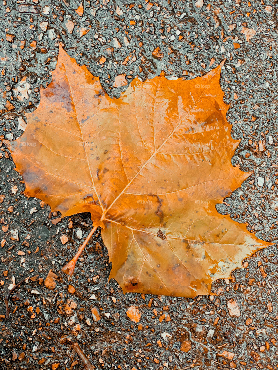 Autumn leaf 