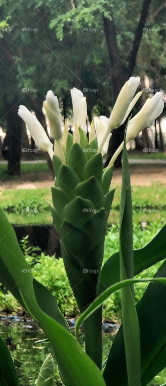 White butterfly. Hedychium coronarium.