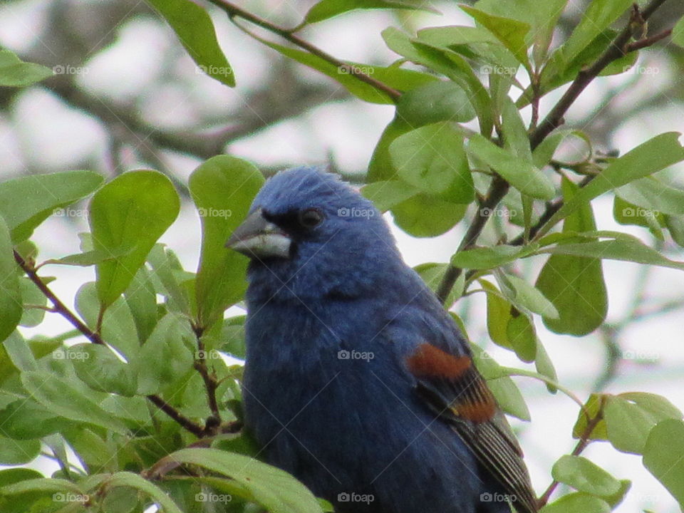 Blue Grosbeak