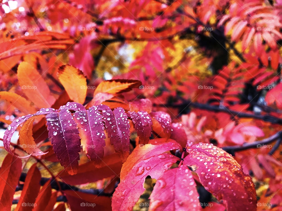 Red wet autumn leaves with rain drops 