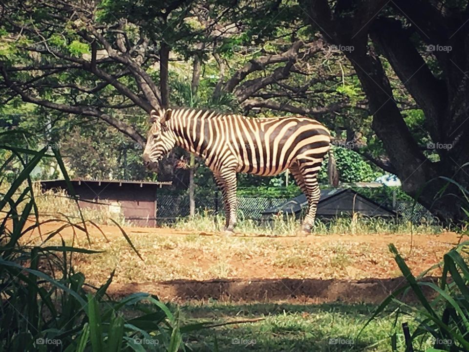 One standing zebra on a sunny day.