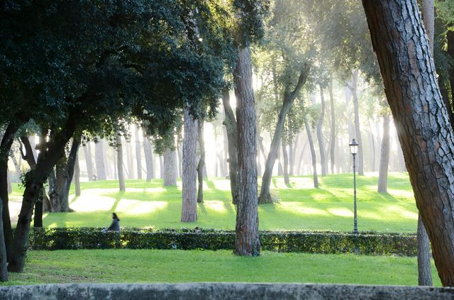 Park shadows 