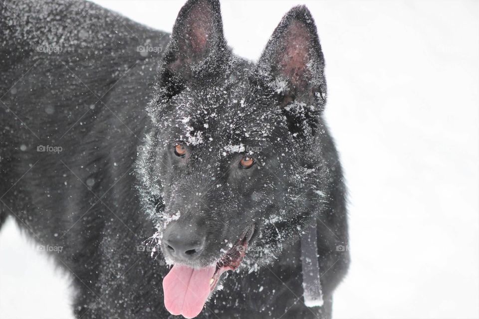 Gorgeous black German Shepard enjoying his playtime in the freshly fallen snow. 