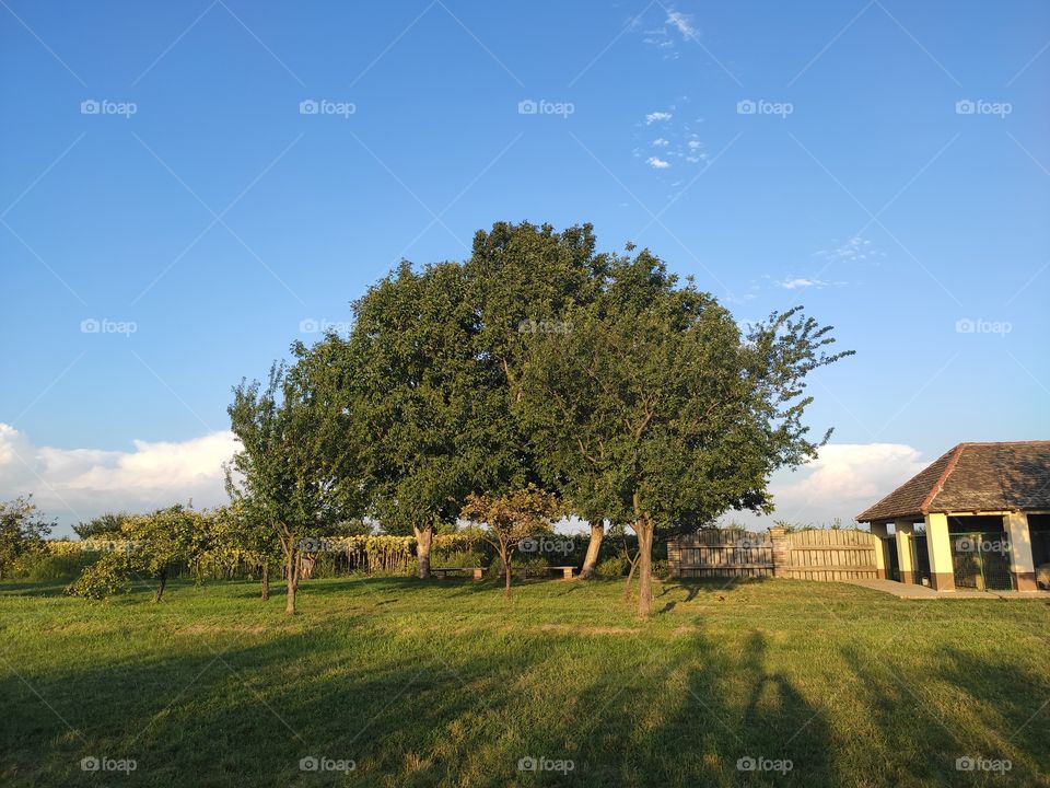 Serbia2go: Beska Novi Sad tree in the afternoon