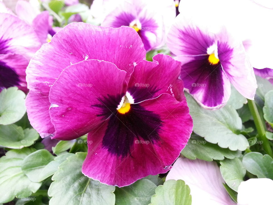 A Spring Pansy