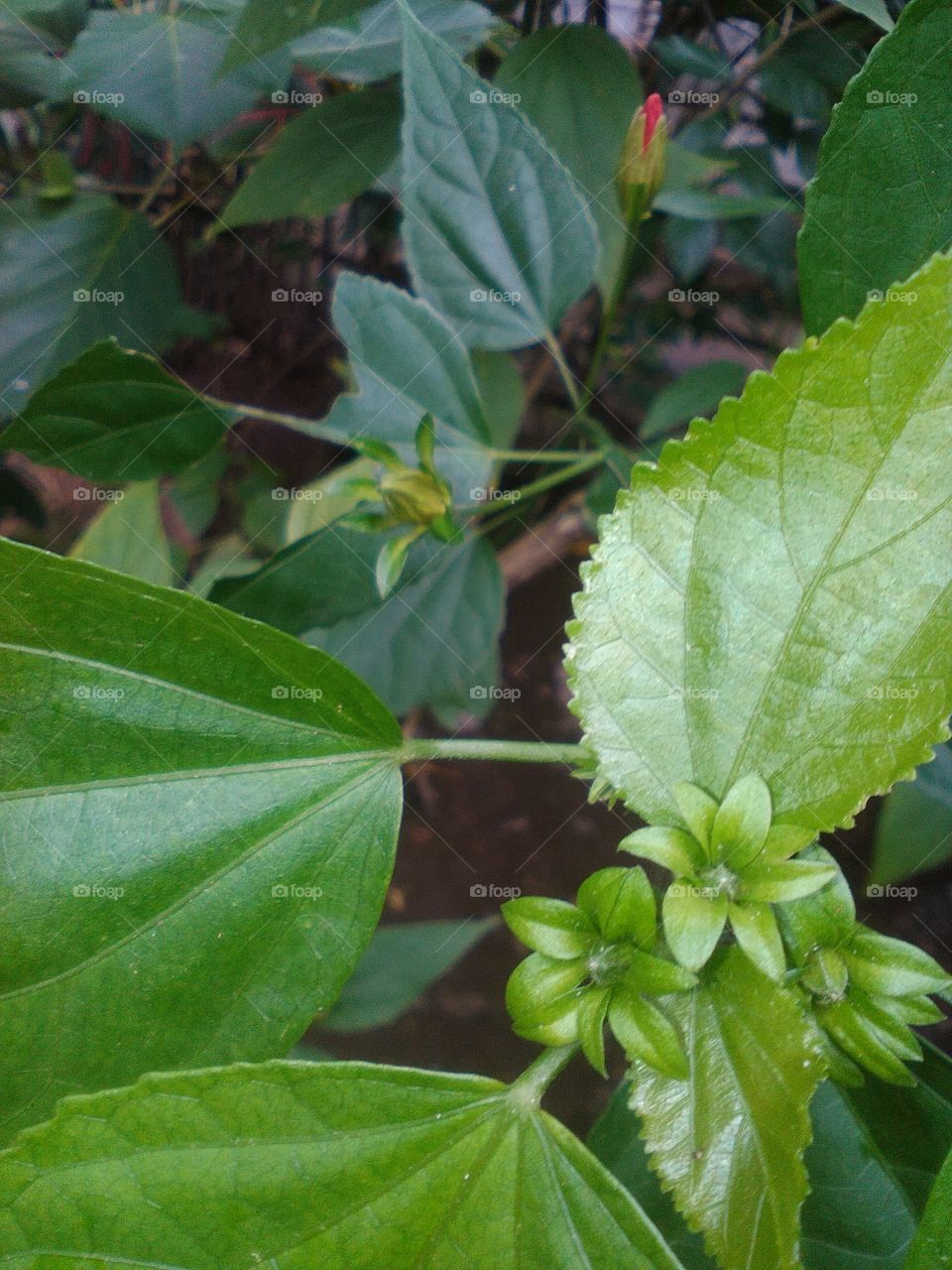 green leaf flower in garden part 2