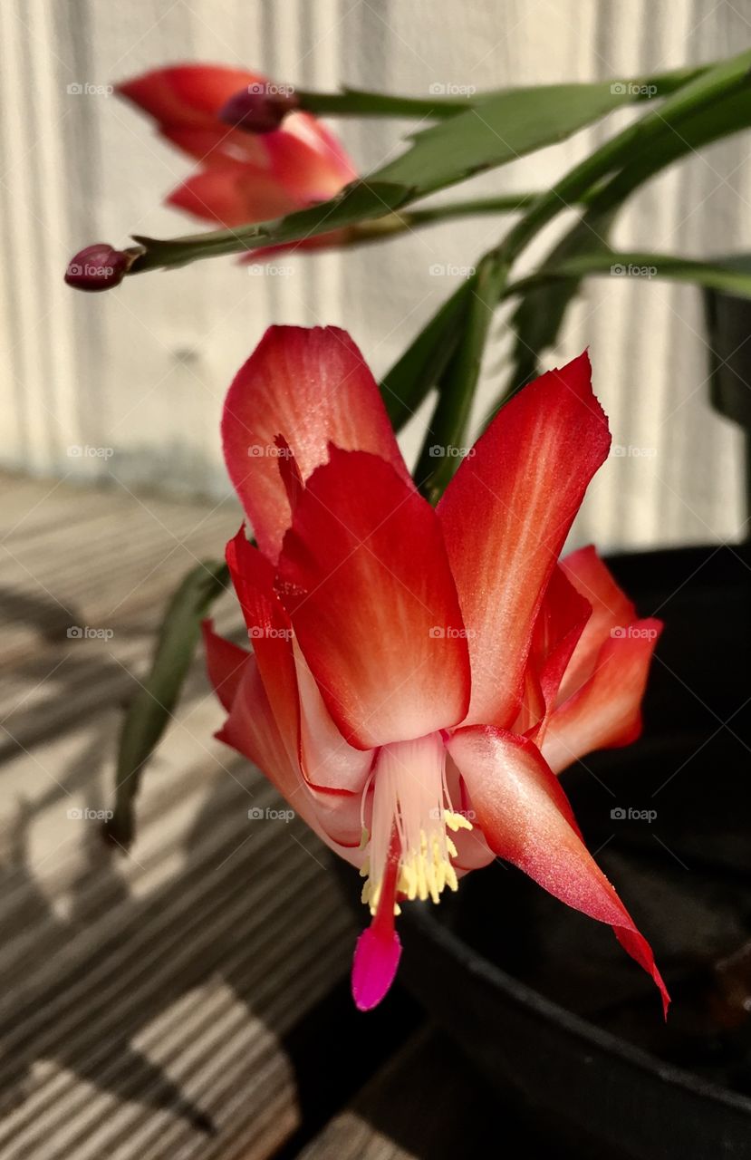 Our Christmas cactus is still alive!