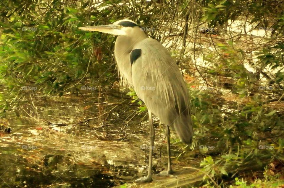 Great Blue Heron