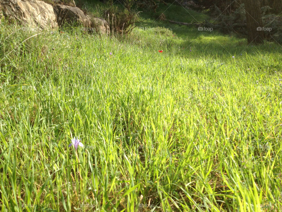 green red grass purple by a.bilbaisi