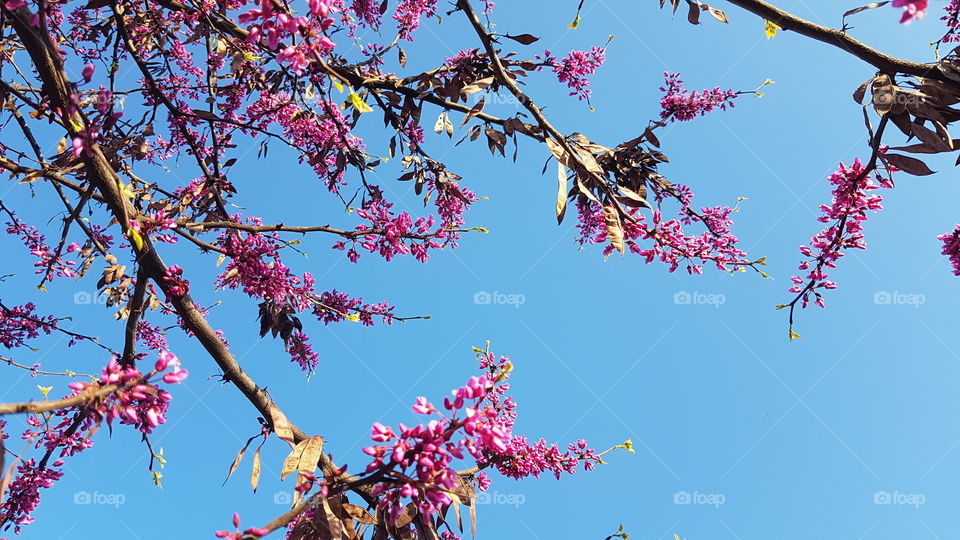 flowering branches against the sky
