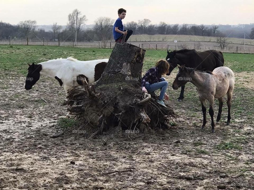 Children And Horses On Farm 