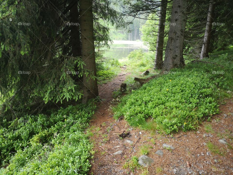 Waldweg, See, Bäume