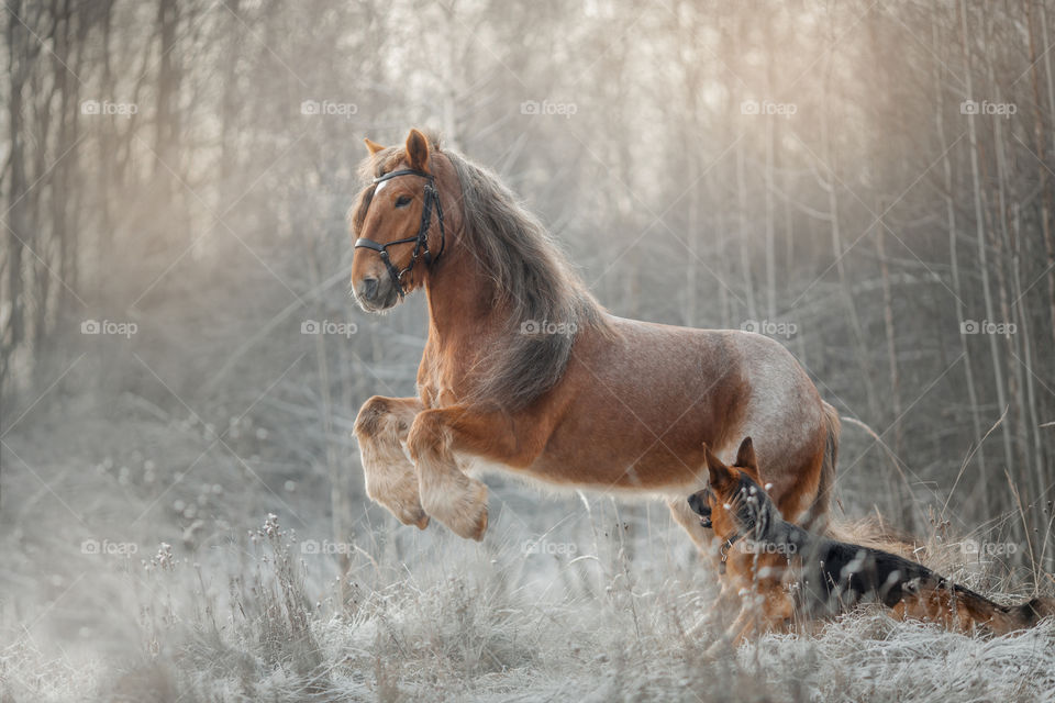 German shepherd dog with tinker horse  in an winter forest