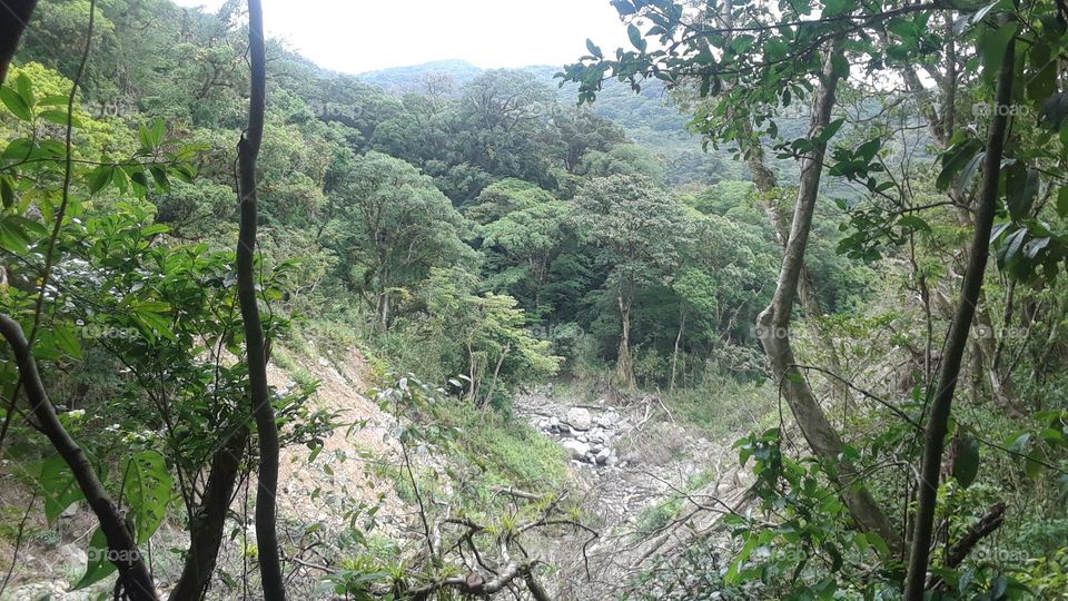 Overlooking cloud forest and river bed near Santa Elena, Puntarenas, Costa Rica