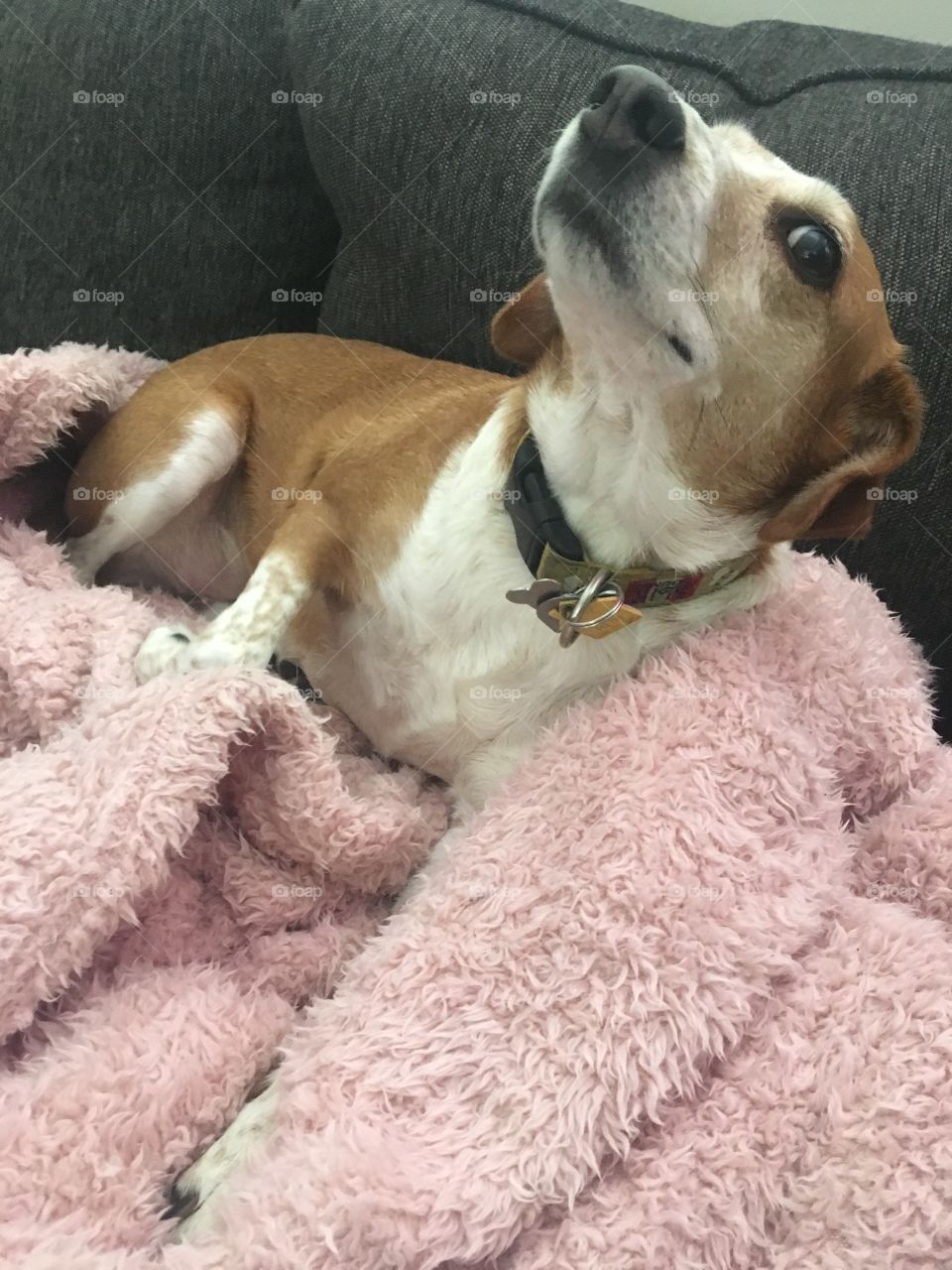 Beagle funny fuzzy blanket
