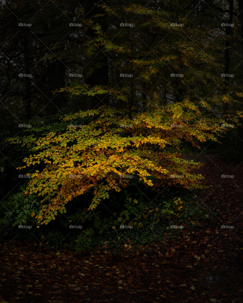 Castletown House and Park