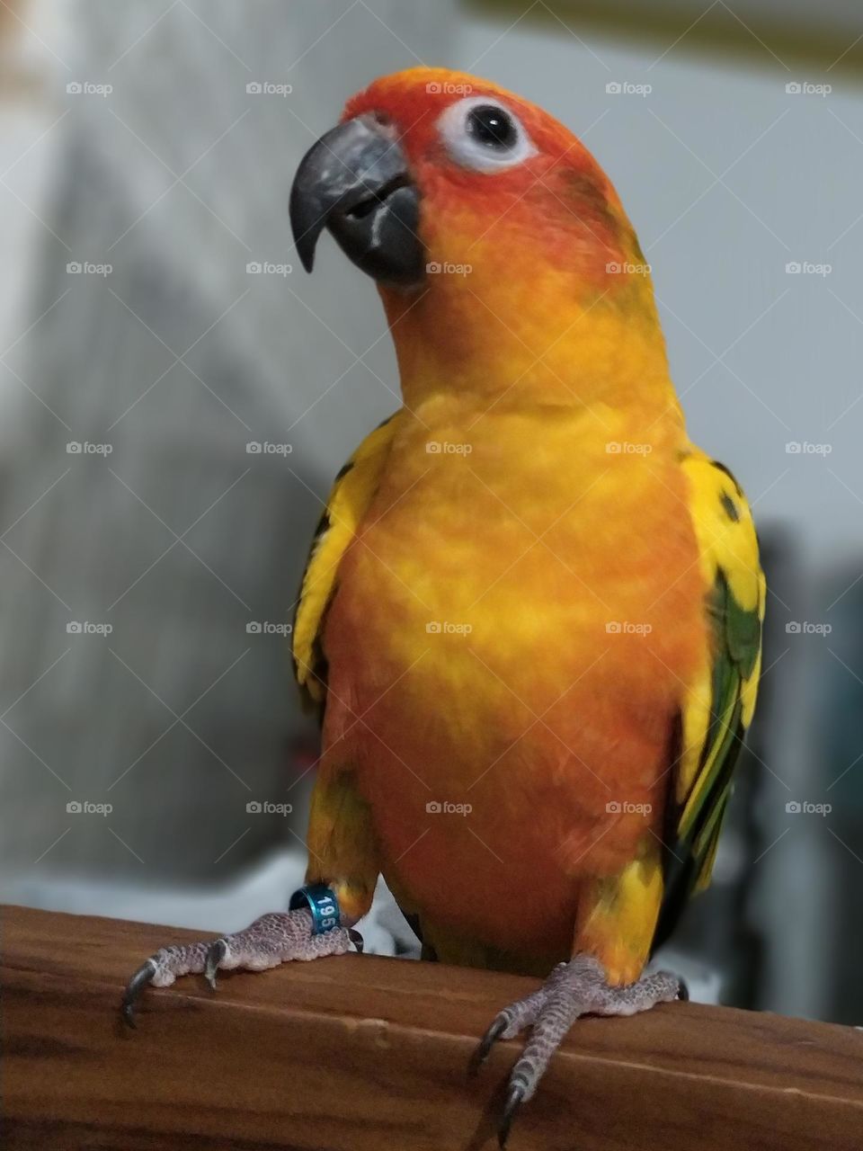 Sun Conure