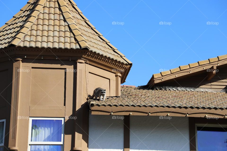 Racoon on the rooftop