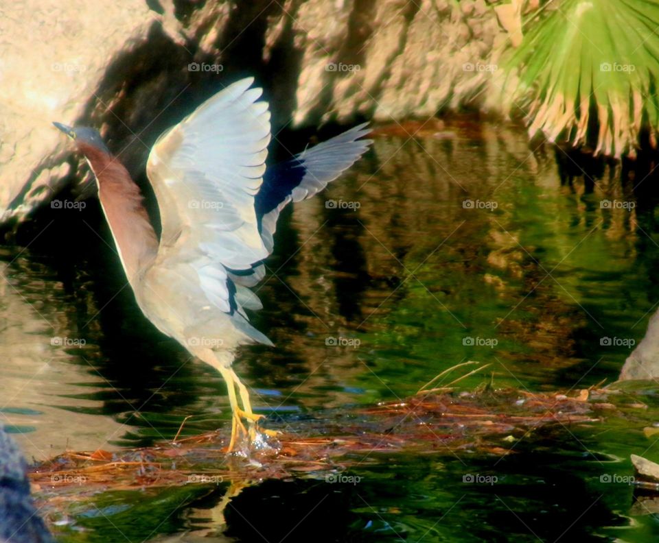 Green Heron Taking Flight