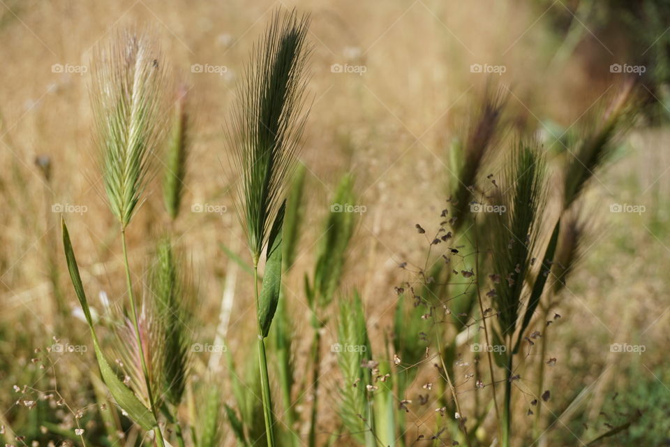 Weeds,Barley grass