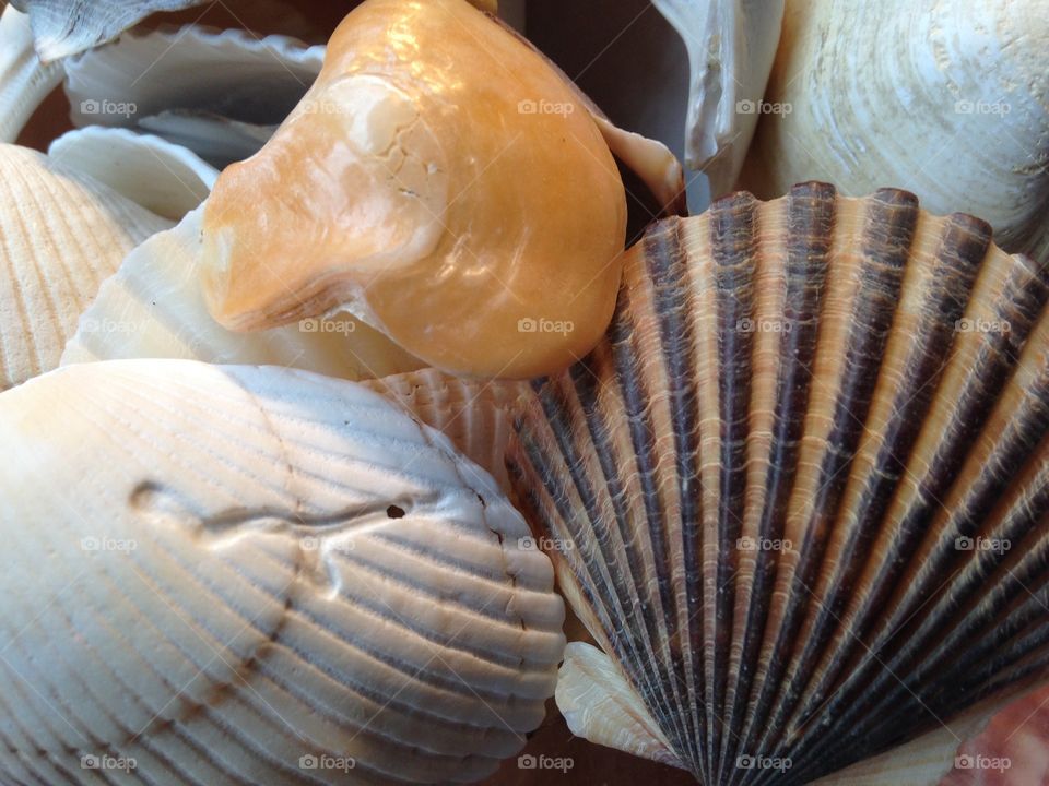 Close-up of seashells