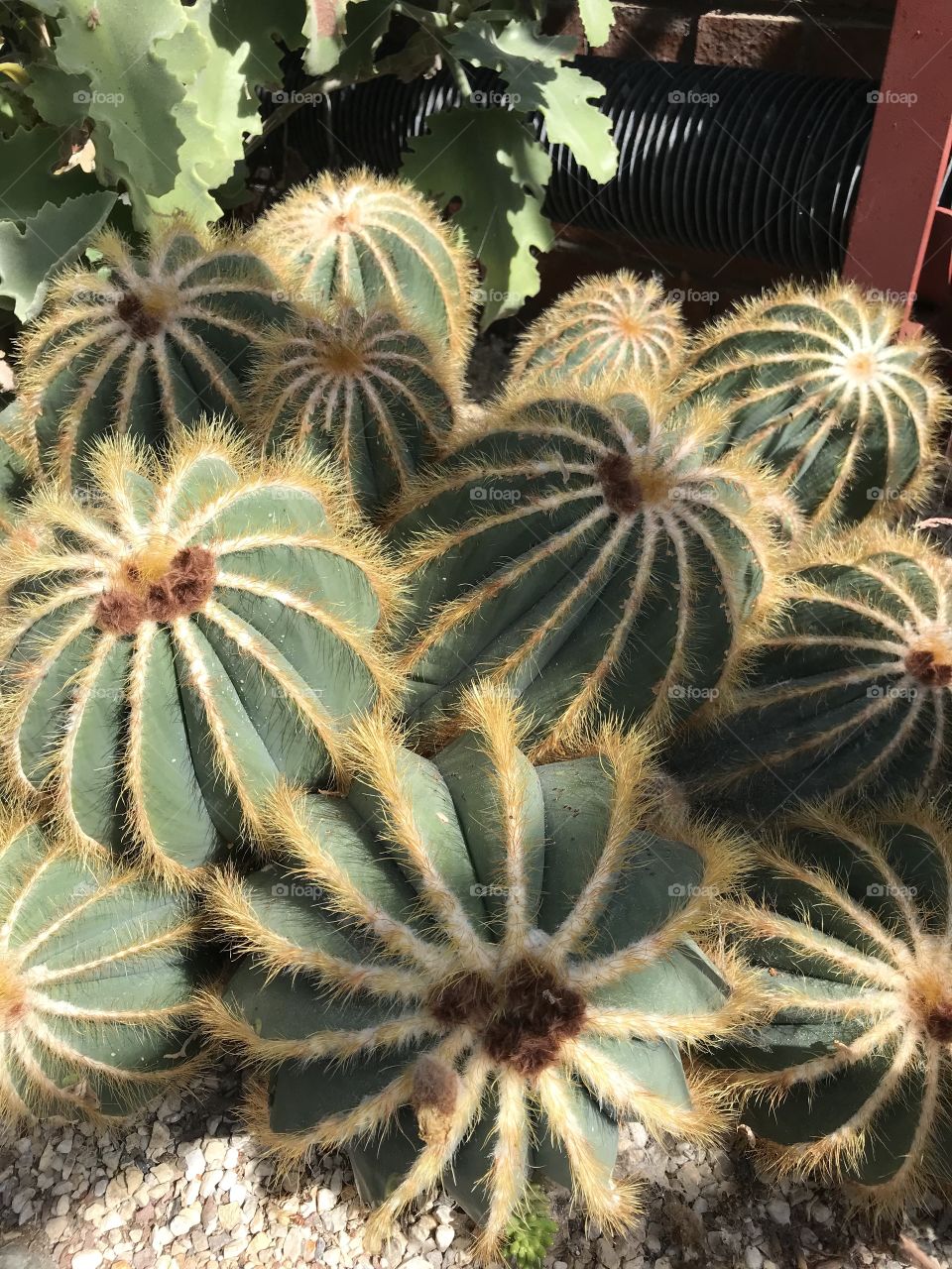 Cactus