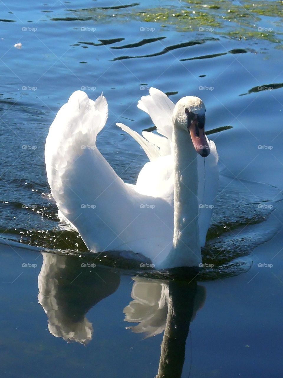 Schwan trocknet die Flügel