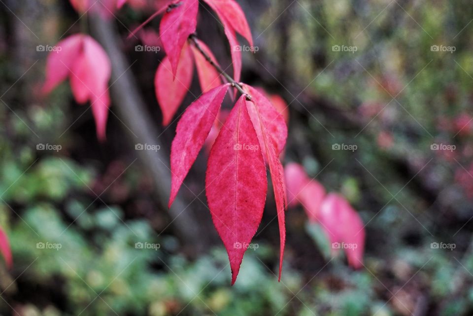 Red Leaves in the Fall 