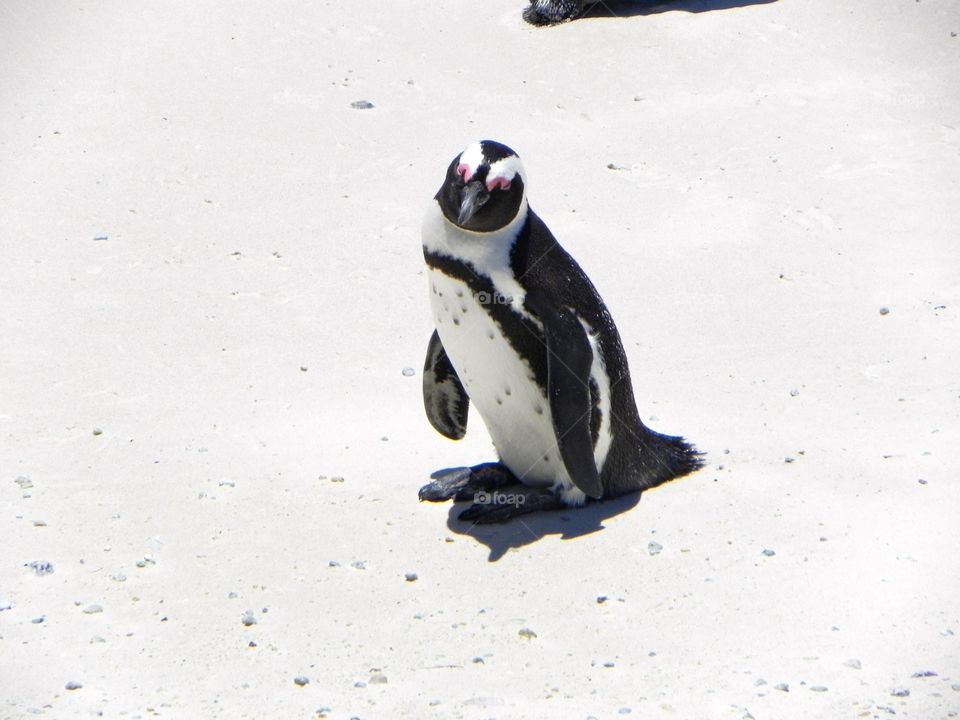 A Cape Town Penguin 
