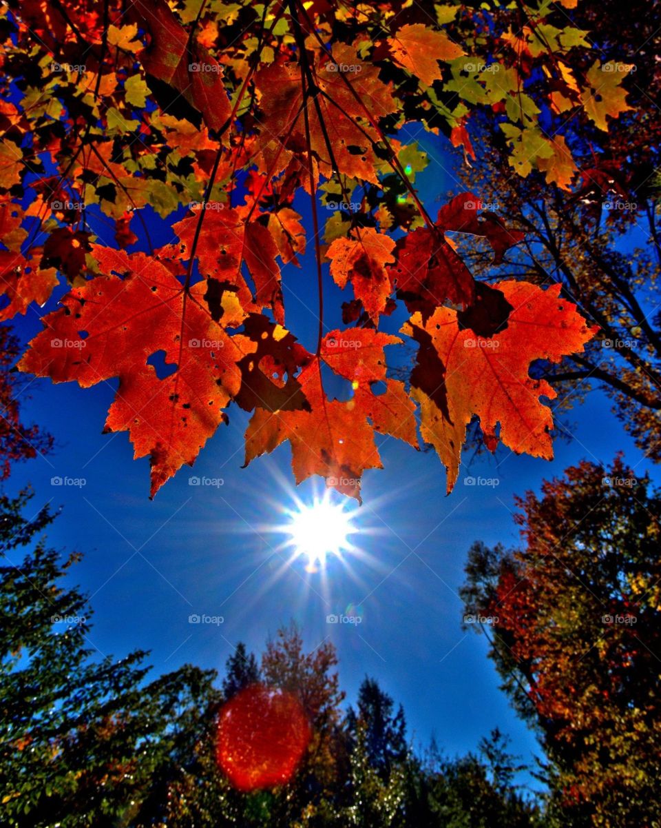 Red leaves and blue sky 