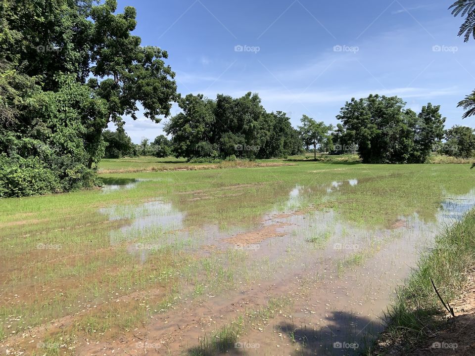 The stories of the rice field, Countryside 