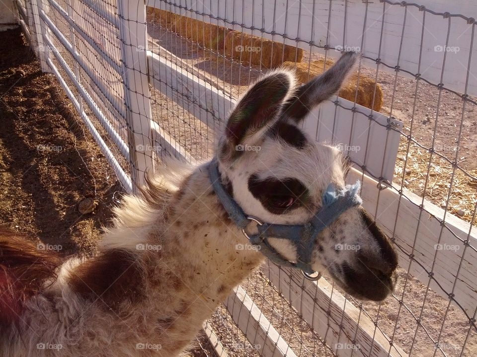 Alpaca in a park in Las Vegas, Nevada