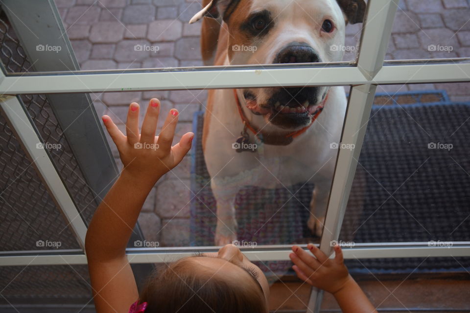 Doggie in the Window