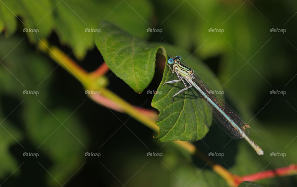Damselfly