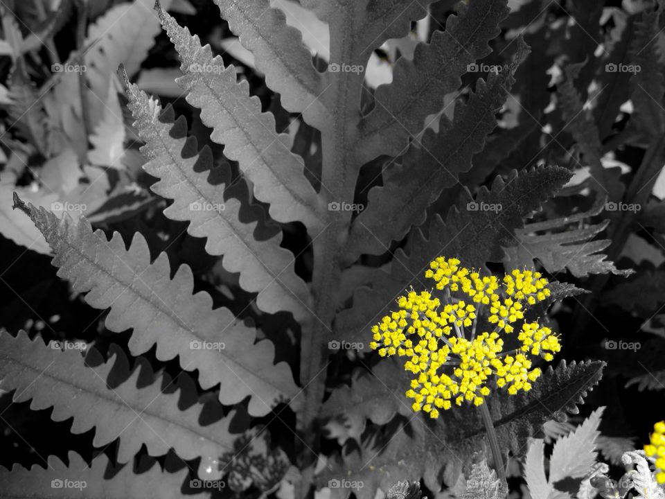 a spot of yellow. little yellow flower stood out to me against these great shape and textures. i felt it should stand out on its own.