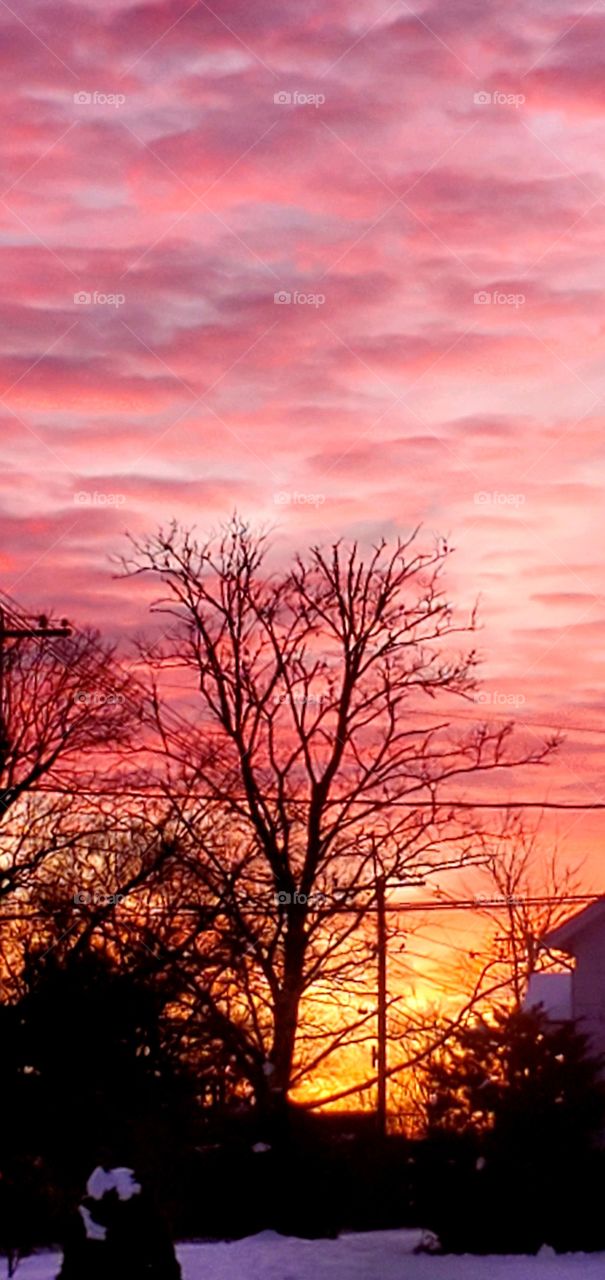 Silhouettes- Tree with no leaves against dawn/sunset colorful clouds. Orange & pink colors of clouds against black trees.
