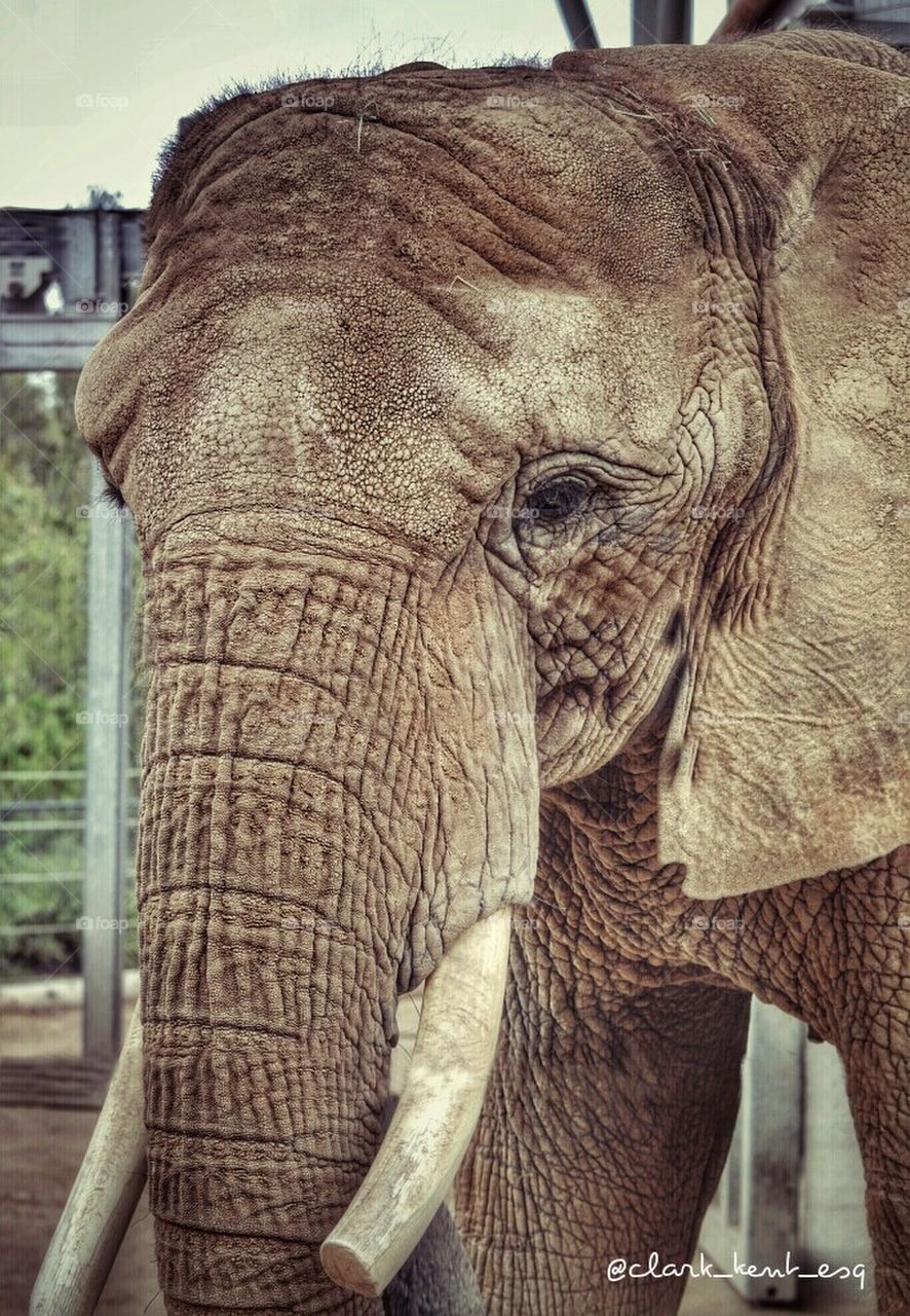 Elephant at the San Diego Zoo