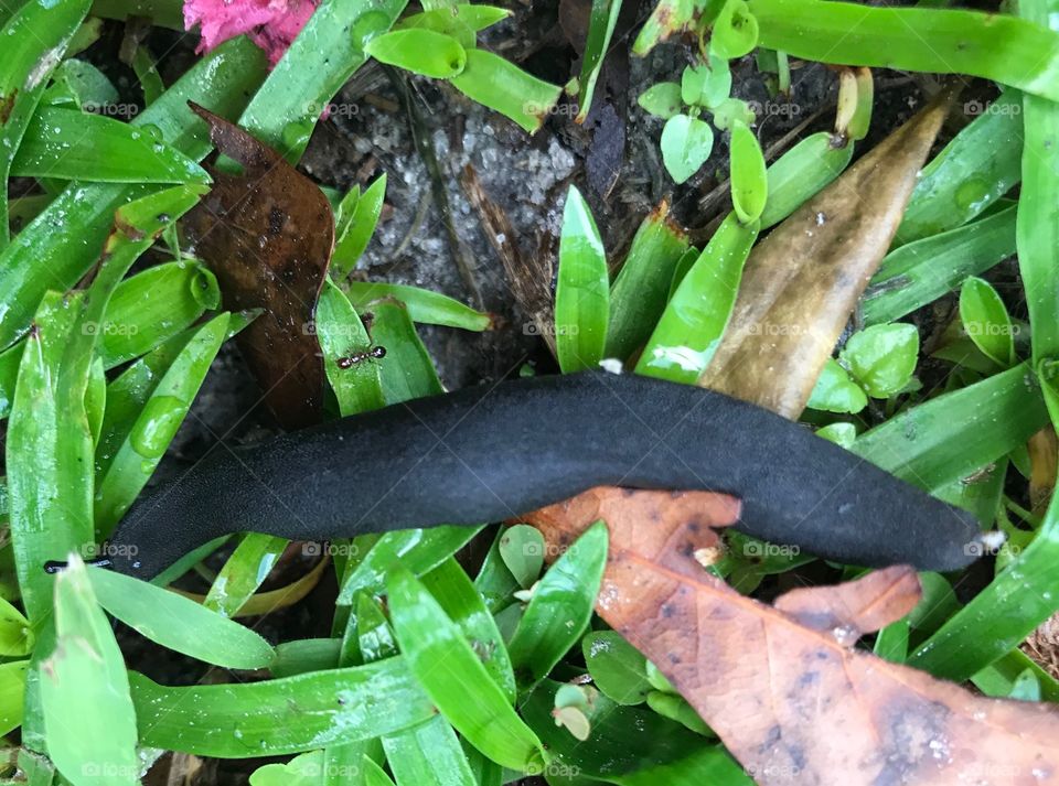 Black slug slithering through the grass in the woods of South Georgia. 
