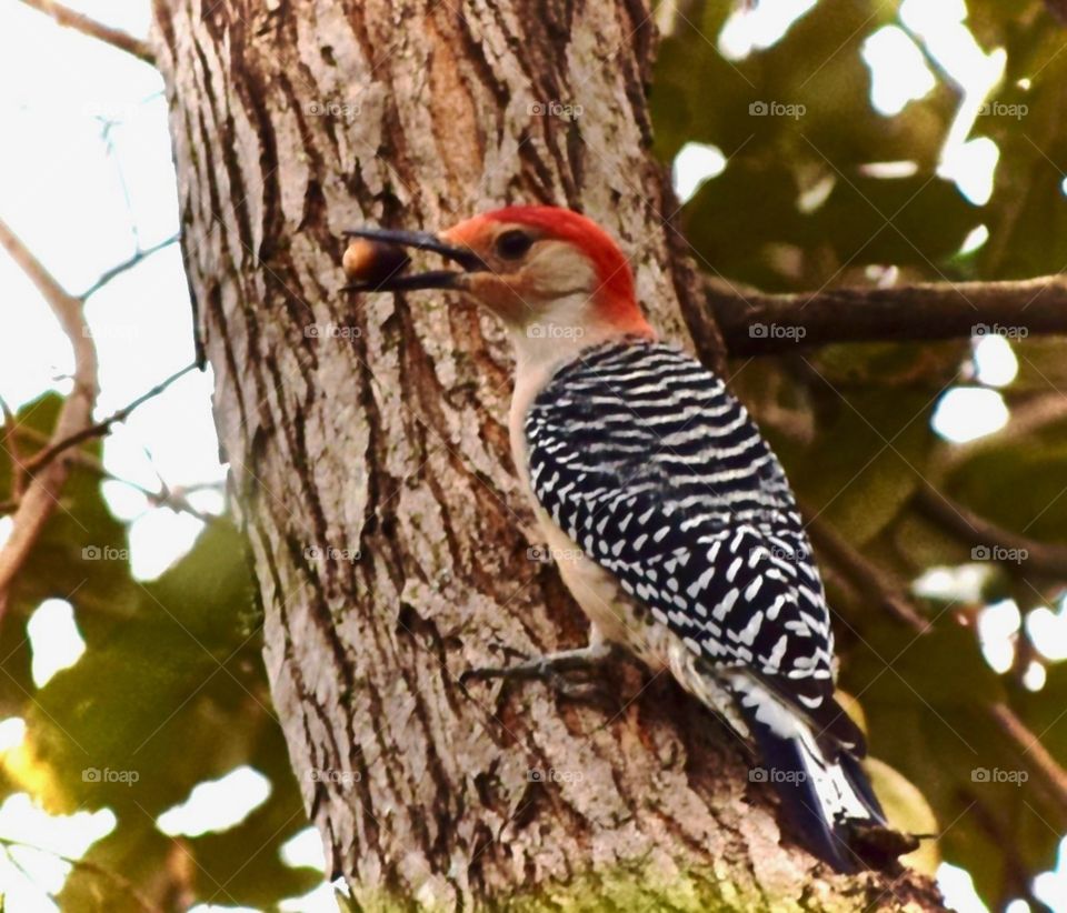 Endangered Woodpecker 