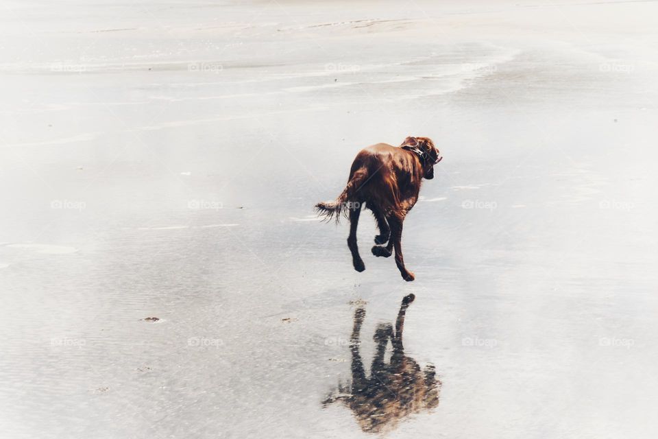 Now you see him now you don’t … Quinn running freely at the beach 