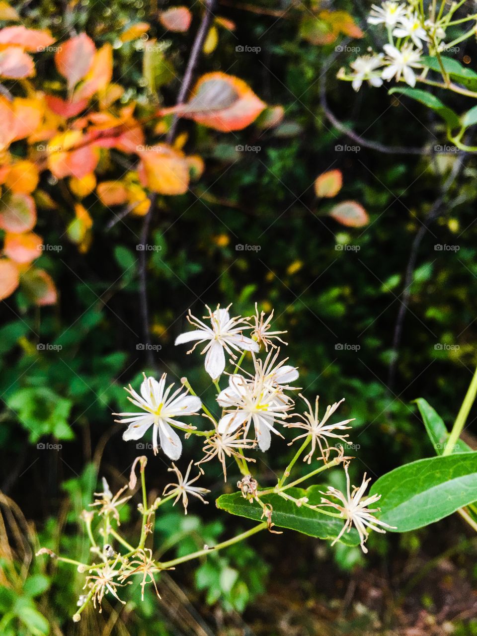 White flowers