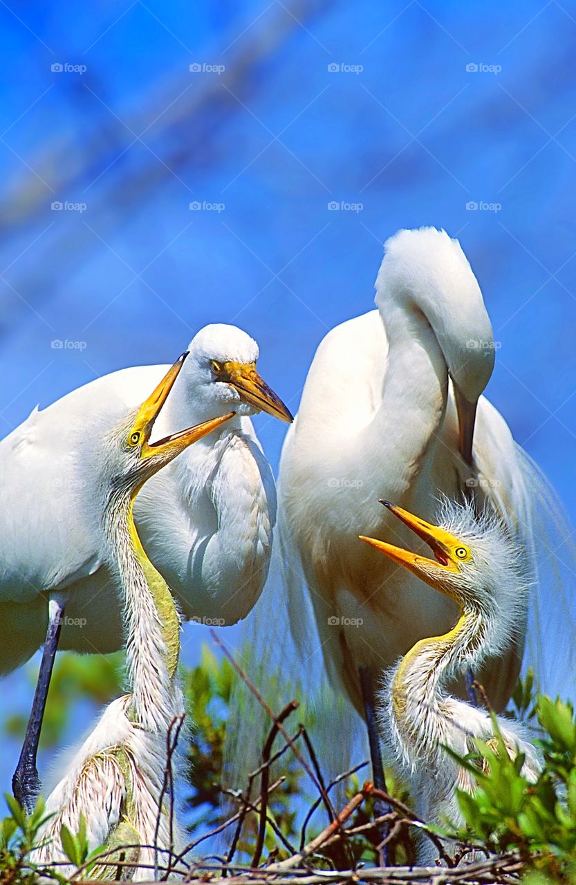 Proud parents. A pair of Great Egrets with their Spring hatchlings. Also known as Common Egrets, Large Egrets and Great White Herons.
