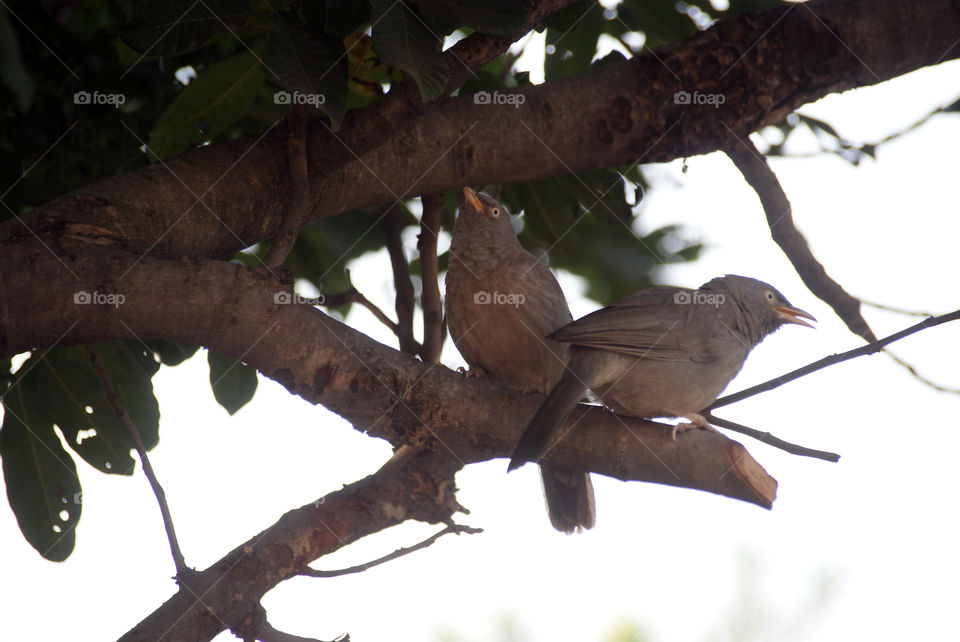 Two Jungle babblers on a tree branch, looking for new directions.