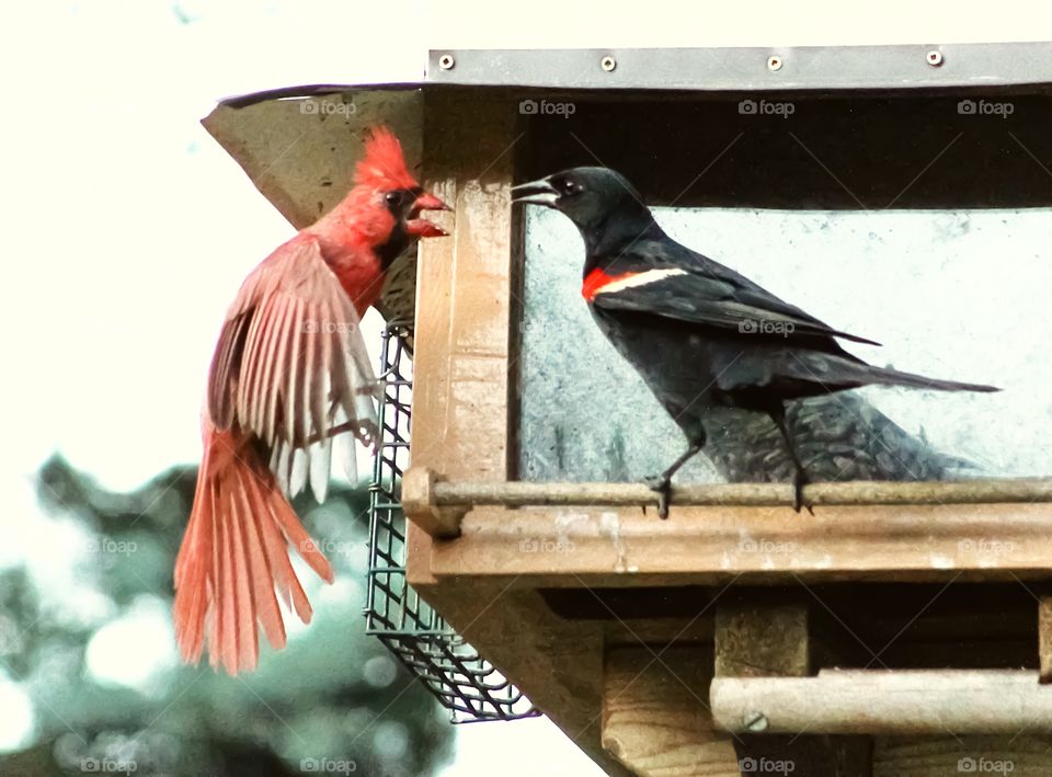 A gorgeous male cardinal and a handsome red-winged blackbird fighting for a spot at the feeder. 