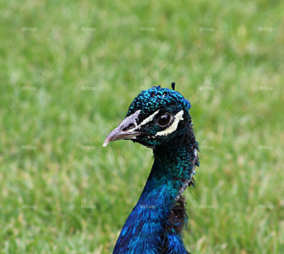 Beautiful closeup of a peacock!