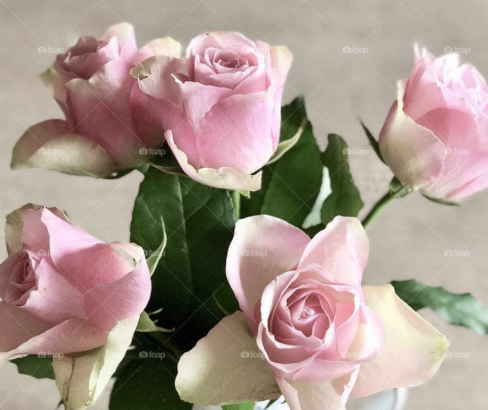 pastel pink roses 