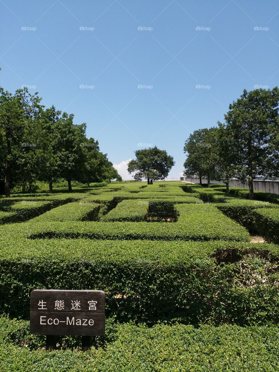 hedge maze, HK wetlands park