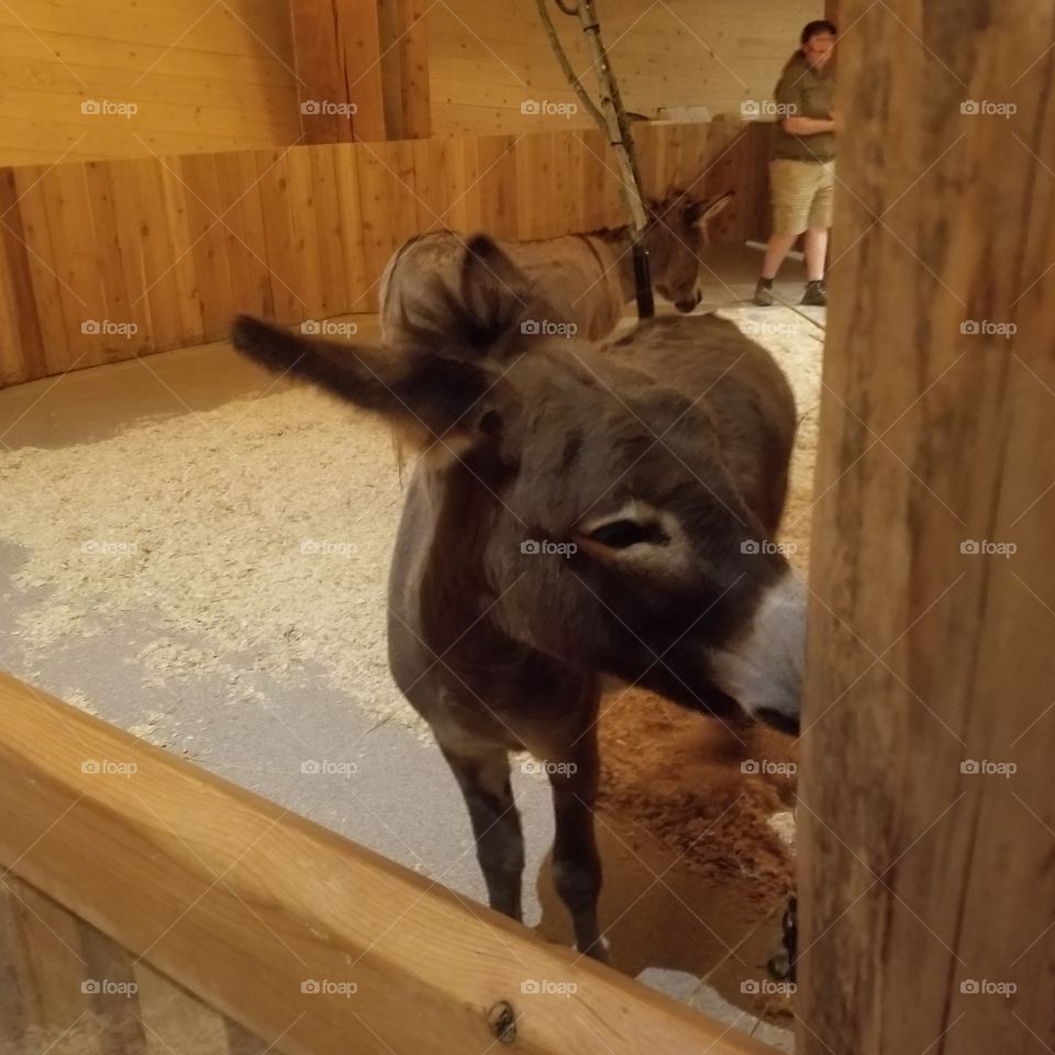 mini donkey